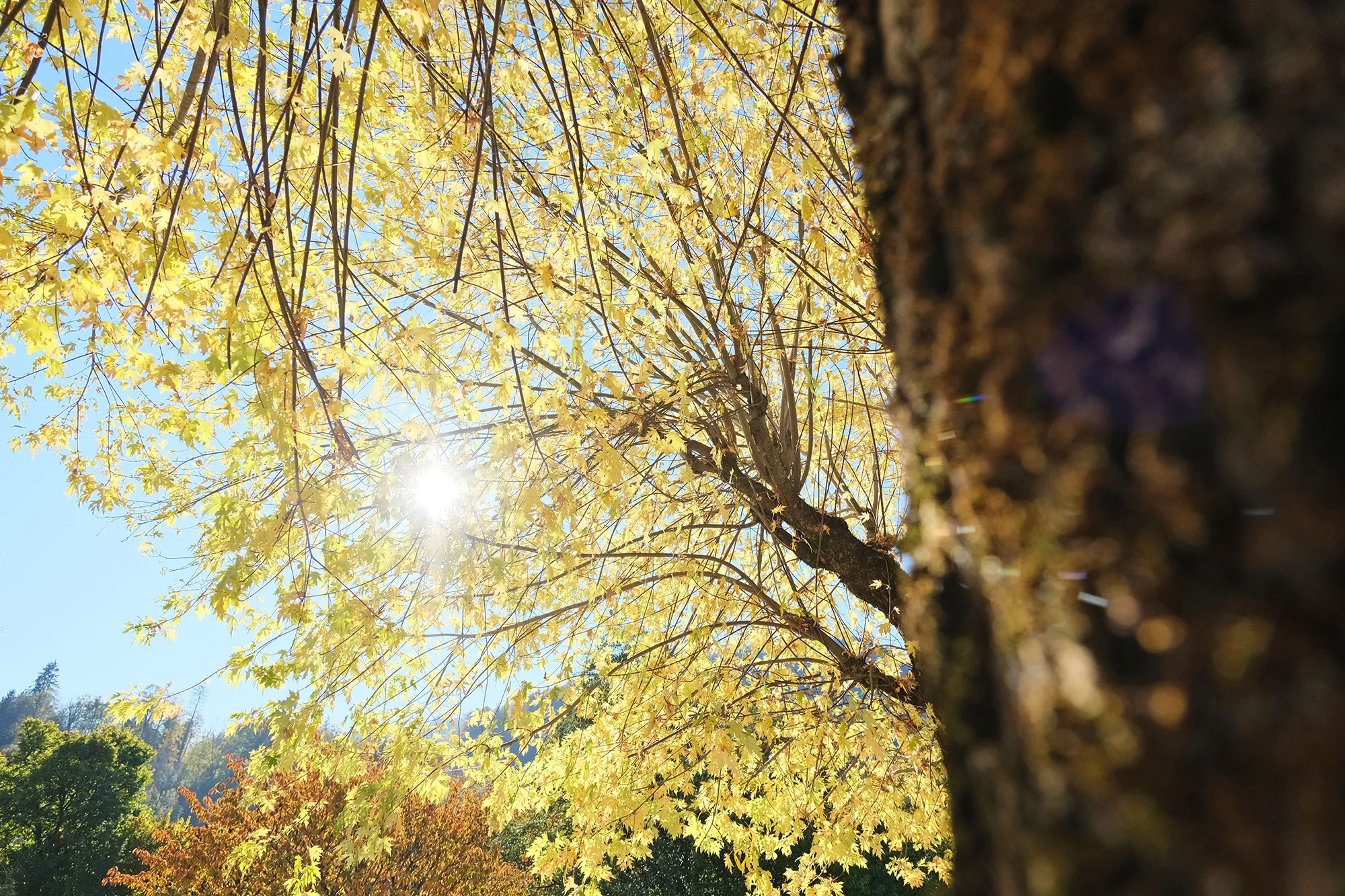 Un halo de lumière embrase les feuilles d'un érable en automne