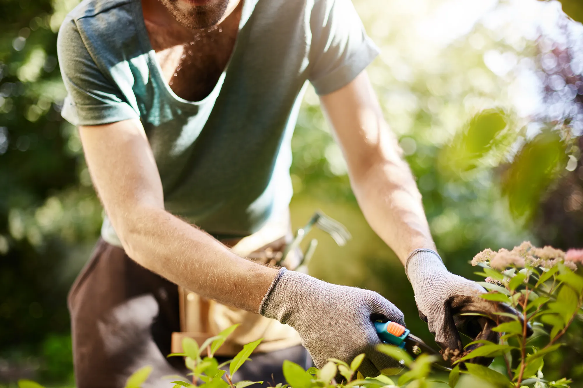 Un jardinier taille un arbuste avec un sécateur
